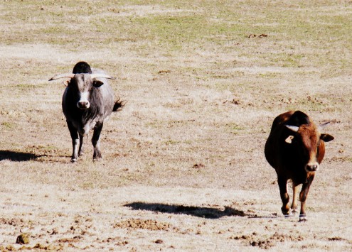bulls (8) bulls 8