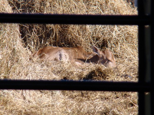 calf a calf a