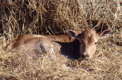 calf calf
