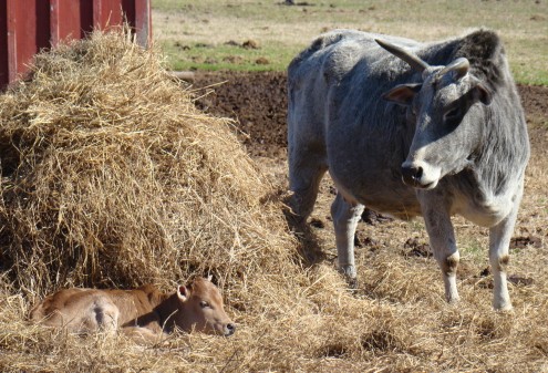 cow b cow b