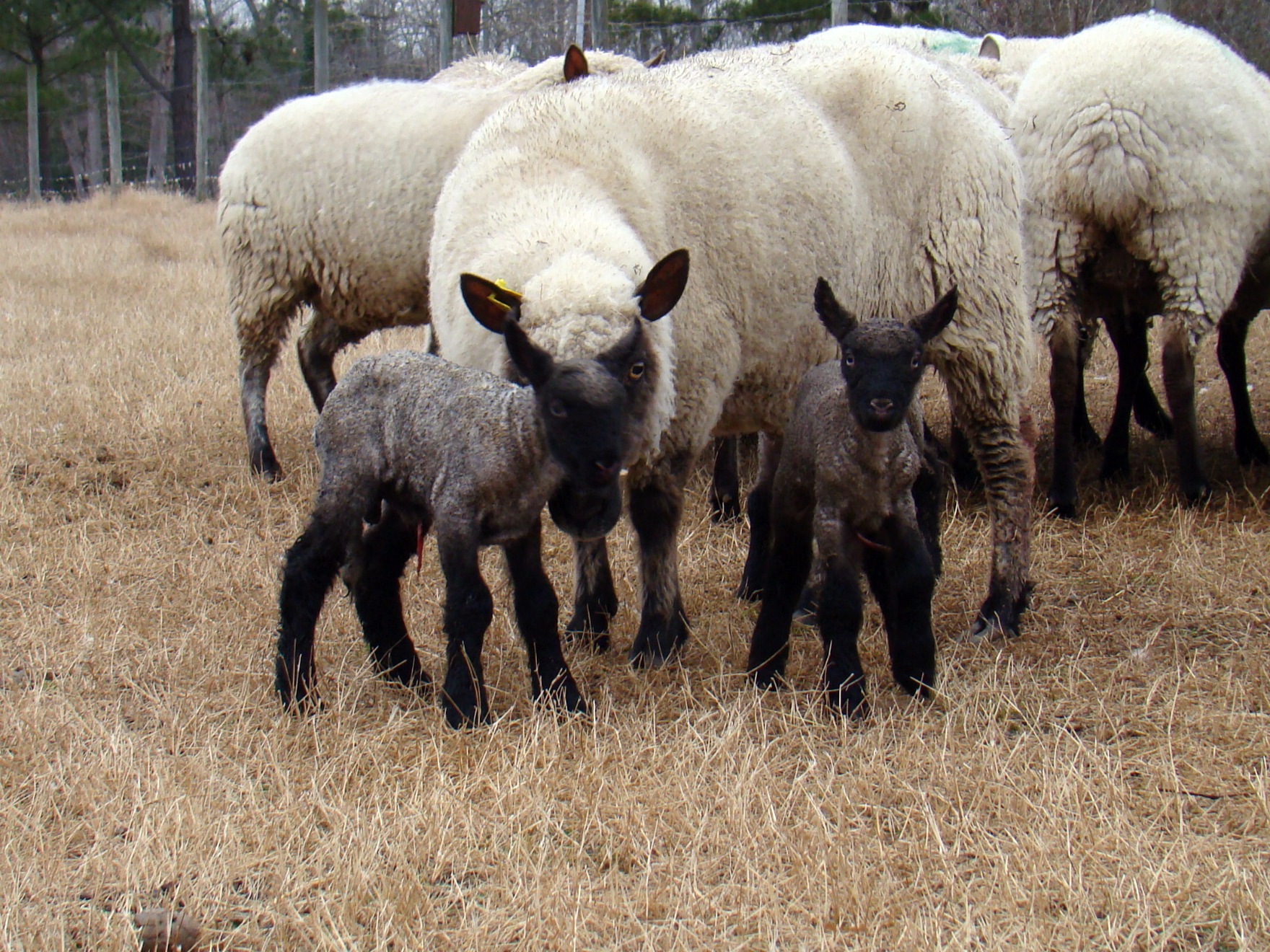 lambs a lambs a