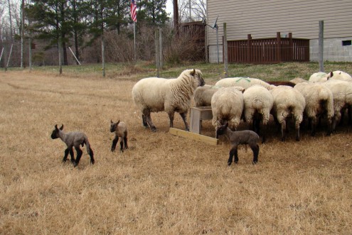 lambs b lambs b