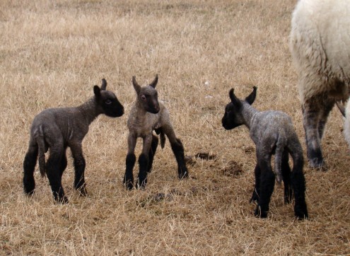 lambs d lambs d