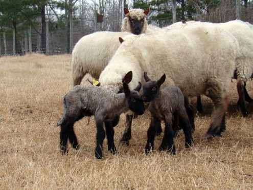 lambs f lambs f