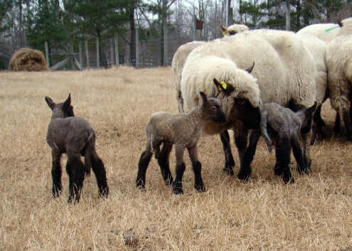 lambs g lambs g
