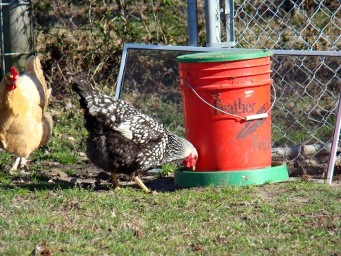 chickens 4 chickens 4