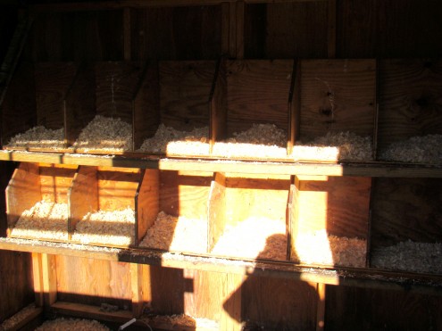chicken coop 6 chicken coop 6