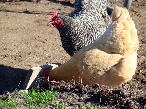 chickens 7 chickens 7