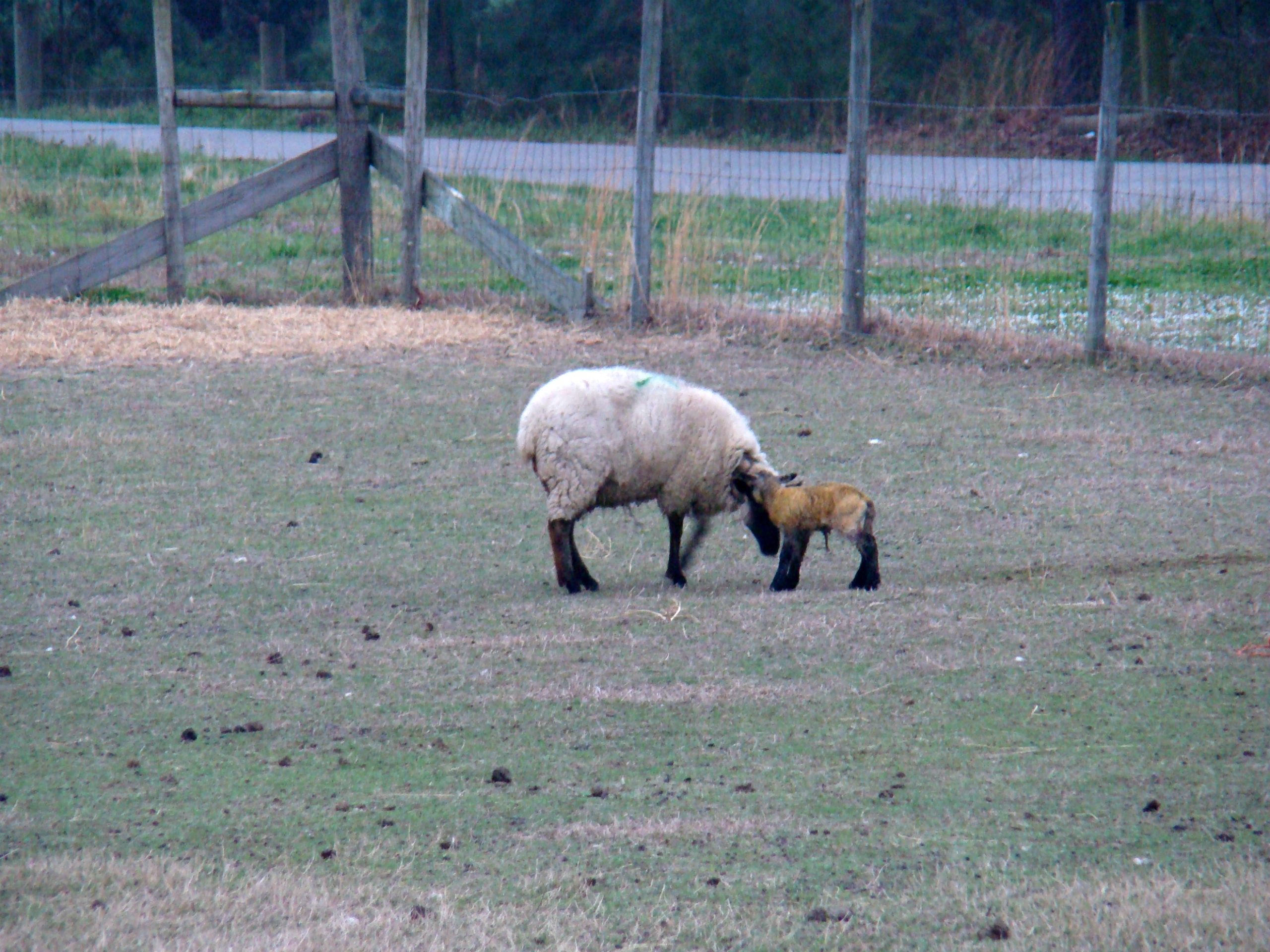 new lamb 1 new lamb 1 scaled