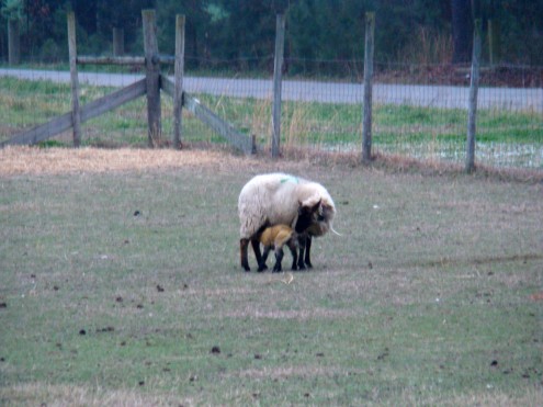 new lambs 2 new lambs 2