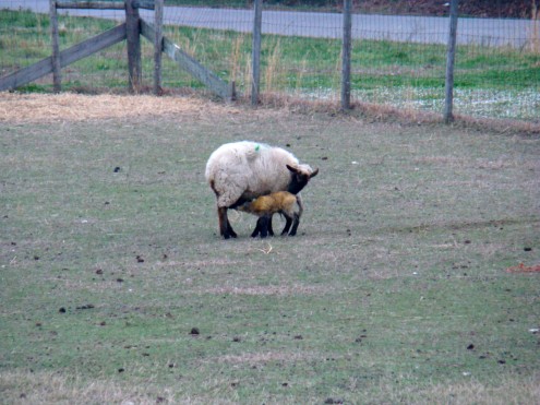 new lambs 3 new lambs 3