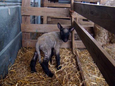 lambing pens 3 lambing pens 3