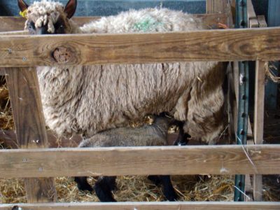 lambing pens 4 lambing pens 4