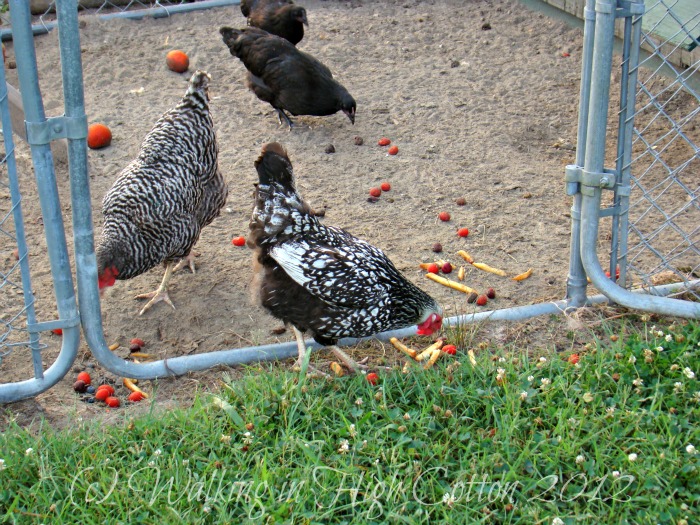 chickens 1