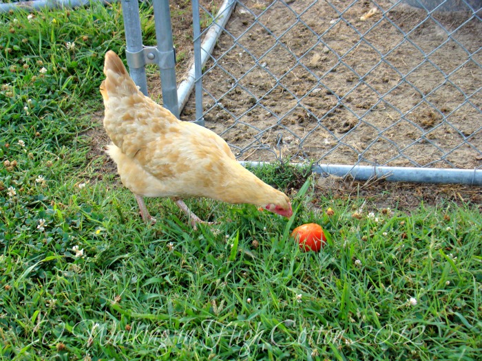 chickens 2