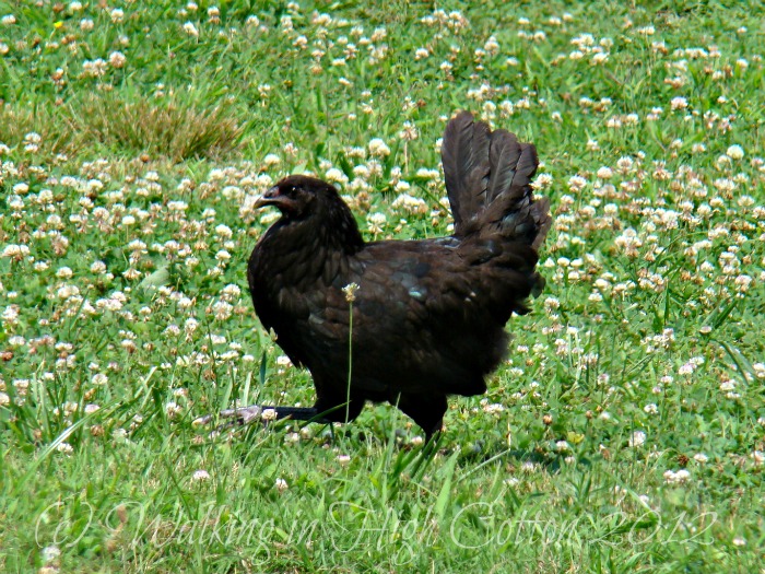 chickens 3 chickens 3