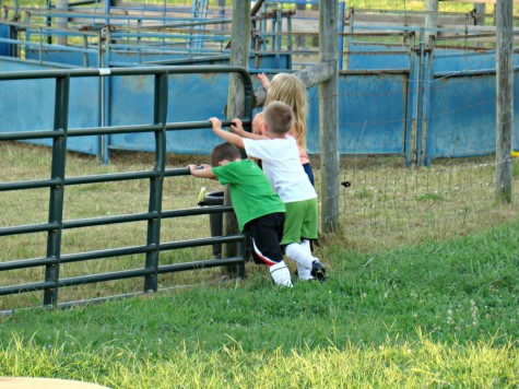 herding sheep 3 herding sheep 3