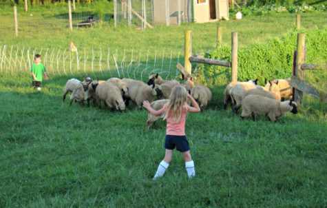 herding sheep 7 herding sheep 7