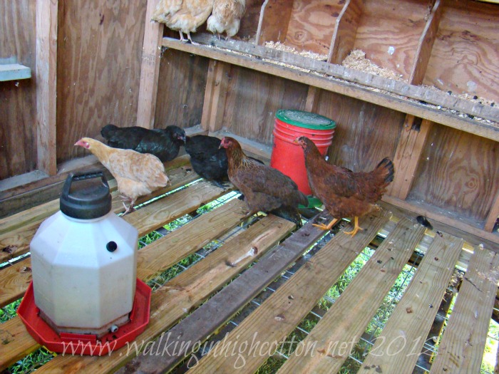 mobile chicken house 5 mobile chicken house 5