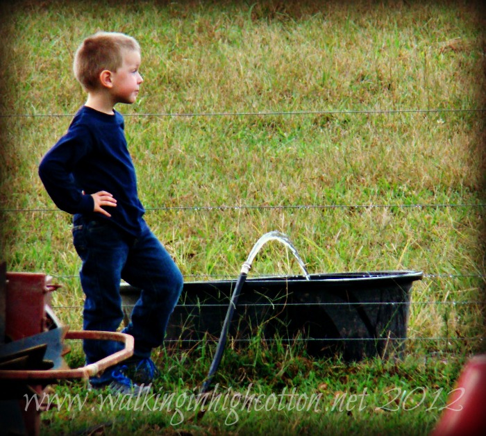 watering the livestock 1 watering the livestock 1