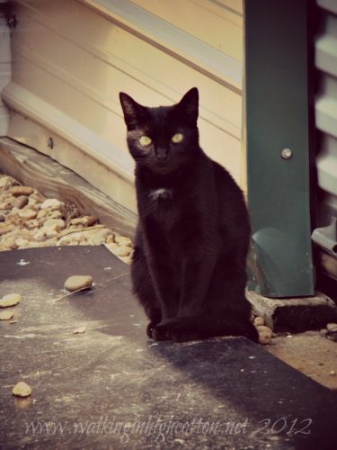 black barn cat black barn cat