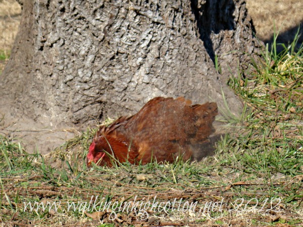 farm life 4