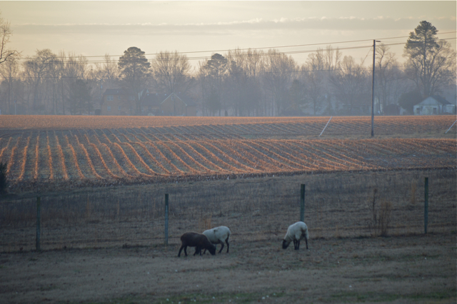 winter morning 2
