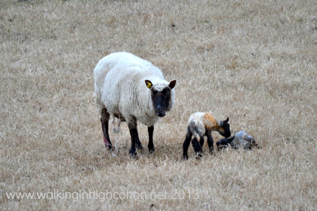 lambing 3