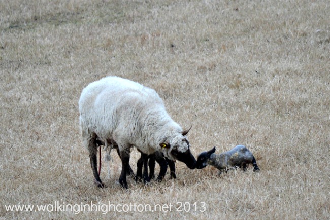 lambing 6