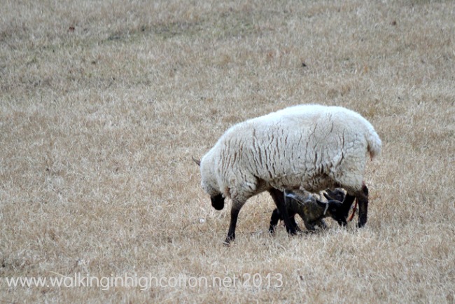 lambing 7