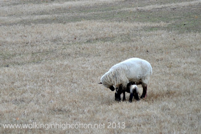 lambing 8