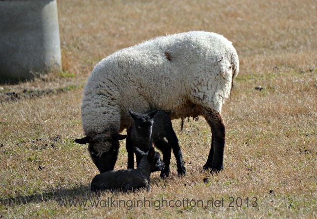 New Lambs at The Lowe Farm, Virginia