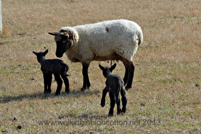 New Lambs at The Lowe Farm, Virgina