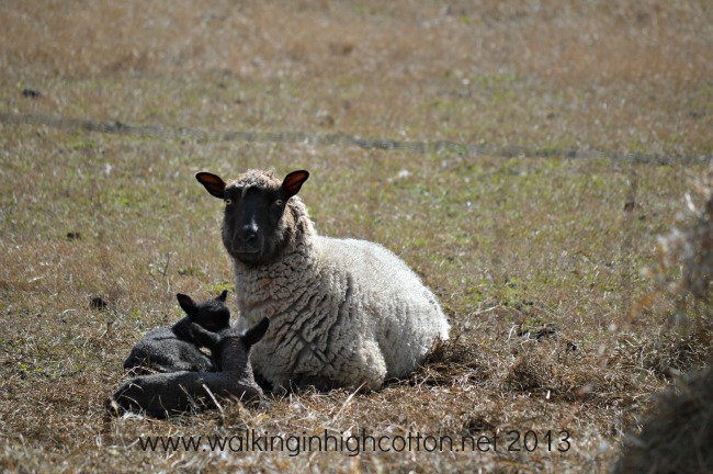 New Lambs at The Lowe Farm, Virginia