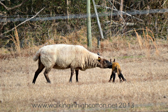 New Lambs at The Lowe Farm, Virginia