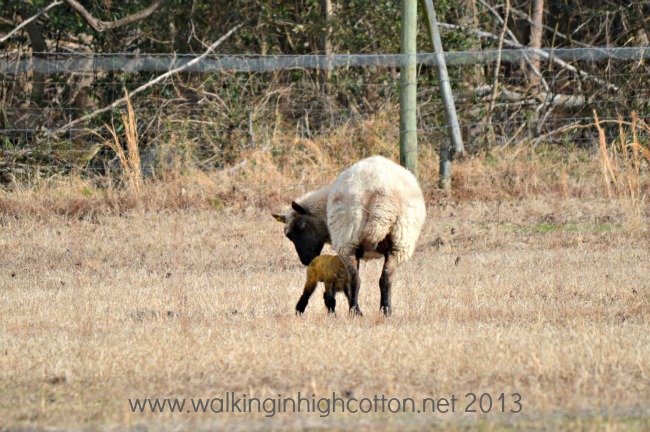 New lambs at The Lowe Farm, Virginia