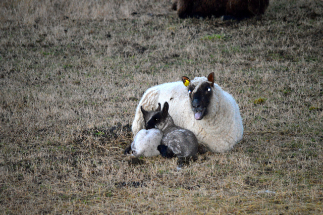 lambs a
