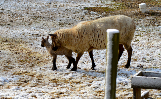 lambs b