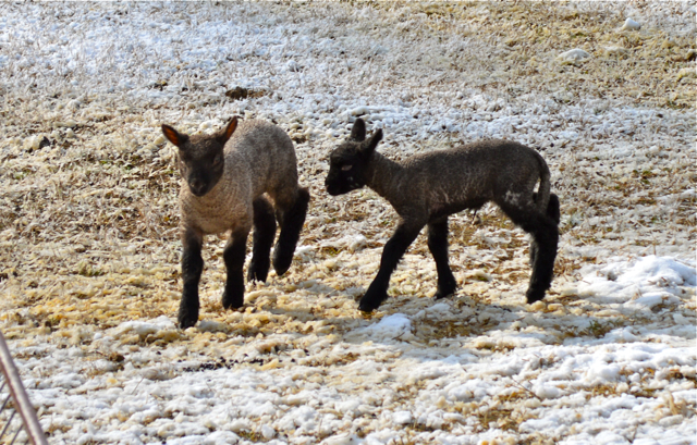 lambs c