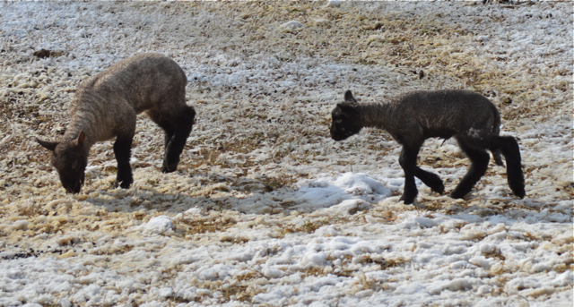 lambs d
