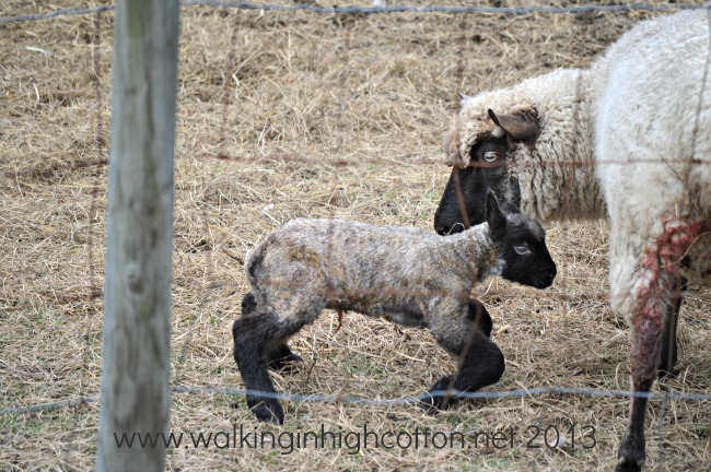 Home, Farm, Work...Wow, Crazy Week 3 New Lambs at The Lowe Farm, Virginia