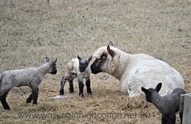 Home, Farm, Work...Wow, Crazy Week 7 New Lambs at The Lowe Farm, Virginia