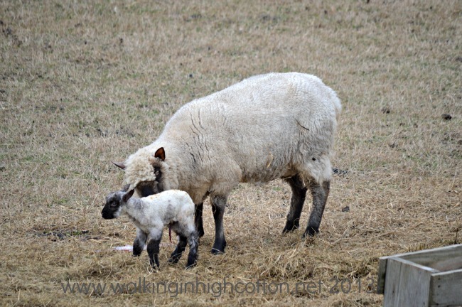 Home, Farm, Work...Wow, Crazy Week 9 New Lambs at The Lowe Farm, Virginia
