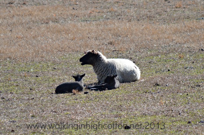 Home, Farm, Work...Wow, Crazy Week 11 New lambs (twins!) at The Lowe Farm, Virginia