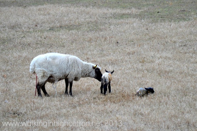 lambing 1