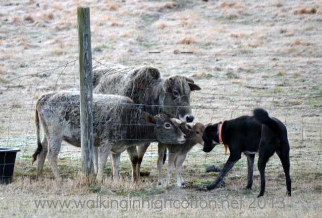 10 Homestead Updates 1 New calf at The Lowe Farm, Tidewater Virginia
