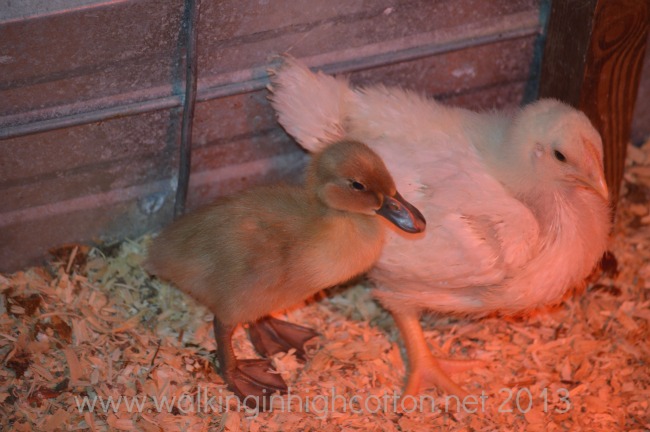 10 Homestead Updates 5 New ducklings at The Lowe Farm, Tidewater Virginia