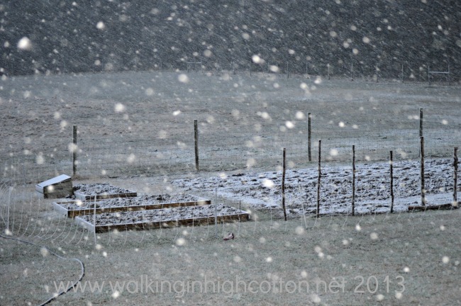 10 Homestead Updates 7 Snow over the garden at The Lowe Farm, Tidewater Virginia