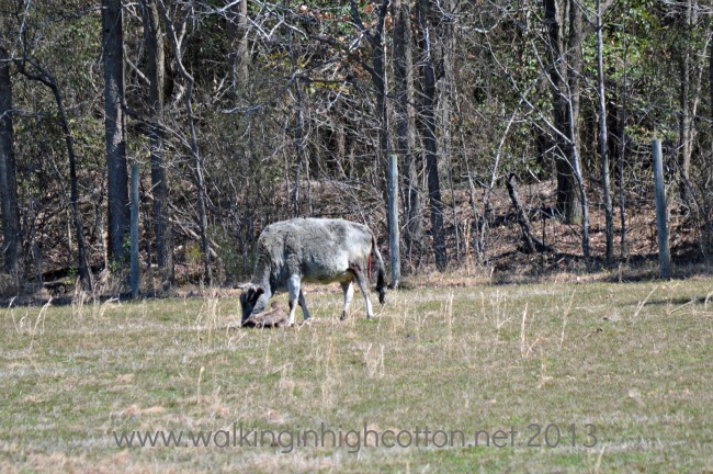 New Zebu Calf! 1 New Zebu Calf @ Walking in High Cotton