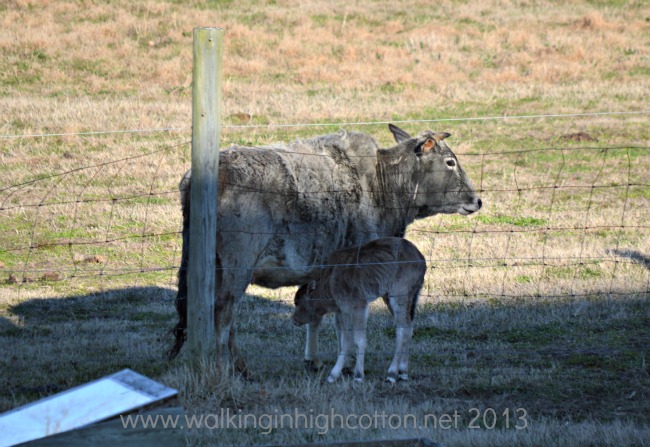 New Zebu Calf! 7 new zebu calf 4